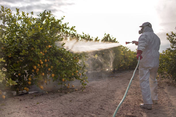 Best Bed Bug Extermination  in Santa Fe, TX