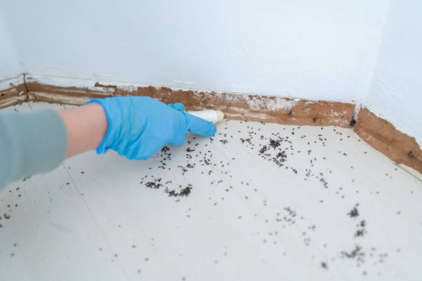Best Termite Control Services  in Santa Fe, TX