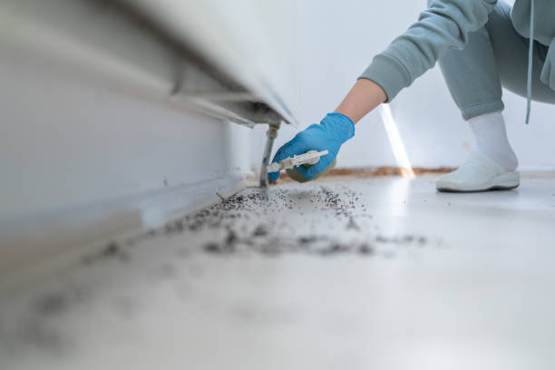 Best Ant Control Services  in Santa Fe, TX